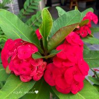 ハナキリン,花のある暮らし,お散歩写真,お花が好き♡,綺麗なお花の画像