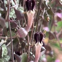 ハートカズラ,珍しい,不思議,面白い,垂れ下がる植物の画像