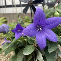 キキョウ,スパティフィラム,元気もらえる,今日のお花,お花のある暮らしの画像