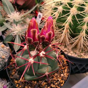 サボテンの花,多肉・サボテン,多肉植物のある暮らしの画像