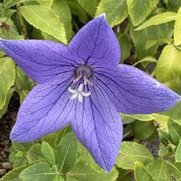 キキョウ,鉢植え,地植え,花が好き,無農薬❤家庭菜園の画像