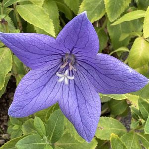 キキョウ,鉢植え,地植え,花が好き,無農薬❤家庭菜園の画像