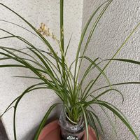 スパティフィラム,クロロフィツム スターライト,観葉植物,オリズルラン属,GS日和の画像