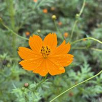 センニチコウ,ハナトラノオ,キバナコスモス,花壇,花のある暮らしの画像