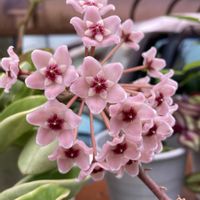 キキョウ,シコンノボタン,ホヤカルノーサ（サクララン）,チーム千葉✿︎,愛しの紫の画像