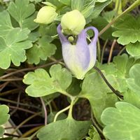ミヤマオダマキ,ミヤマオダマキ,深山苧環（ミヤマオダマキ）,花のある暮らし,お楽しみ❀.(*´▽`*)❀.の画像