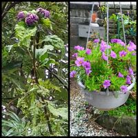 カリブラコア,八重ムクゲ,鉢植え,地植え,花のある暮らしの画像