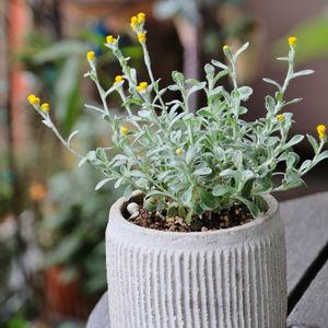 ベランダガーデニング,お気に入りの鉢,癒し…♡,お花のある暮らし,おうち園芸の画像