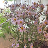シオン,ピンクパンパスグラス,ハンドメイド,花のある暮らし,花友さんに感謝♡の画像