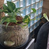 ポトス,感謝❤️,強い植物,庭の画像