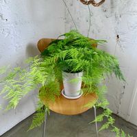 アスパラガス・プルモーサス・ナナス,アスパラガス,観葉植物,もさもさ,キキ　アスパラガスの画像
