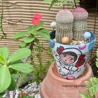 サボテン,ハナキリン,紫太陽,多肉植物,宇宙の日の画像