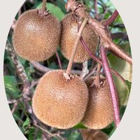 キウイ,ミソハギ,ルドベキア,花のある暮らし,実りの秋の画像