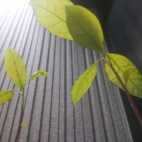 アボカド,ベランダの画像