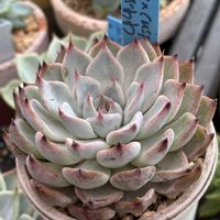 (ノバ×クスピダータ)×ざわわ,多肉植物,おらい さん苗,青札の画像