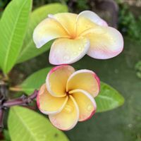 プルメリア,多肉植物,塊根植物,コーデックス,花のある暮らしの画像