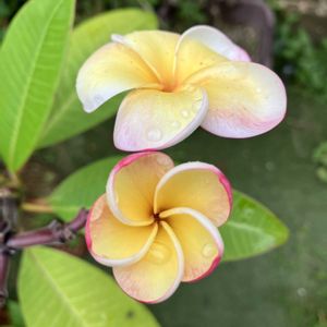 プルメリア,多肉植物,塊根植物,コーデックス,花のある暮らしの画像