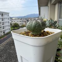 オベサ,ユーフォルビア属,ユーフォルビア・オベサ,多肉植物,観葉植物の画像