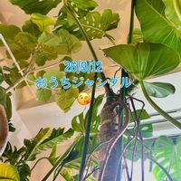モンステラ,フィカス　ウンベラータ,フィロデンドロン,モンステラ デリシオーサ,フィロデンドロン ロジョコンゴの画像