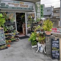 多肉植物,ウラボシ科,ビカクシダ属,食中植物,塊根の画像