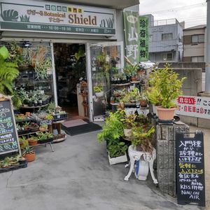 多肉植物,ウラボシ科,ビカクシダ属,食中植物,塊根の画像