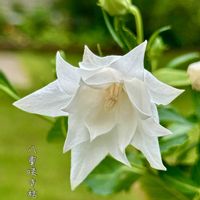 キキョウ,サワギキョウ,ベニバナサワギキョウ,八重咲きキキョウ,今日のお花の画像