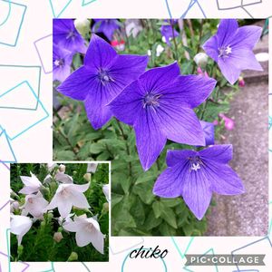 鉢植え,花のある暮らし,緑のある暮らし,可愛いお花,綺麗なお花の画像