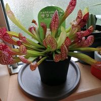 食虫植物・サラセニア,観葉植物,食虫植物,ガーデニング,多肉植物とサボテンの画像