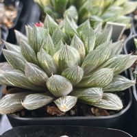 ハオルチア,百鬼交配錦,多肉植物,軟葉系ハオルチア,斑入り。の画像