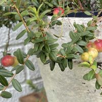 クランベリー,チェッカーベリー,植物のある暮らし,ほしつながり,たいせつななかま♡の画像