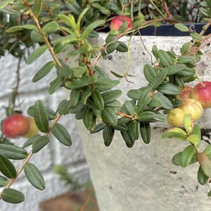 クランベリー,チェッカーベリー,植物のある暮らし,ほしつながり,たいせつななかま♡の画像