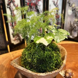苔玉,苔 (コケ)の画像