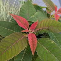 ポインセチア,プリンセチア,観葉植物,熱帯植物,短日処理の画像