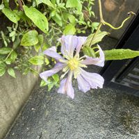 クレマチス,子持ち蓮華,多肉植物,花のある暮らし,多肉植物のある暮らしの画像