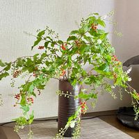 ジュズサンゴ,洗面所,庭の花を飾る,玄関の画像