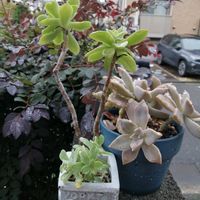 朧月,薄化粧,ガーデニング,多肉棚,多肉植物とサボテンの画像