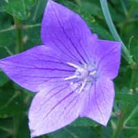 キキョウ,十二の巻,多肉植物,ベランダガーデン,癒しの画像