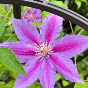クレマチス,癒し,花のある暮らし,植物のある暮らし,クレマチス♬の画像