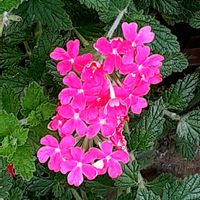 バーベナ,散歩の途中の画像