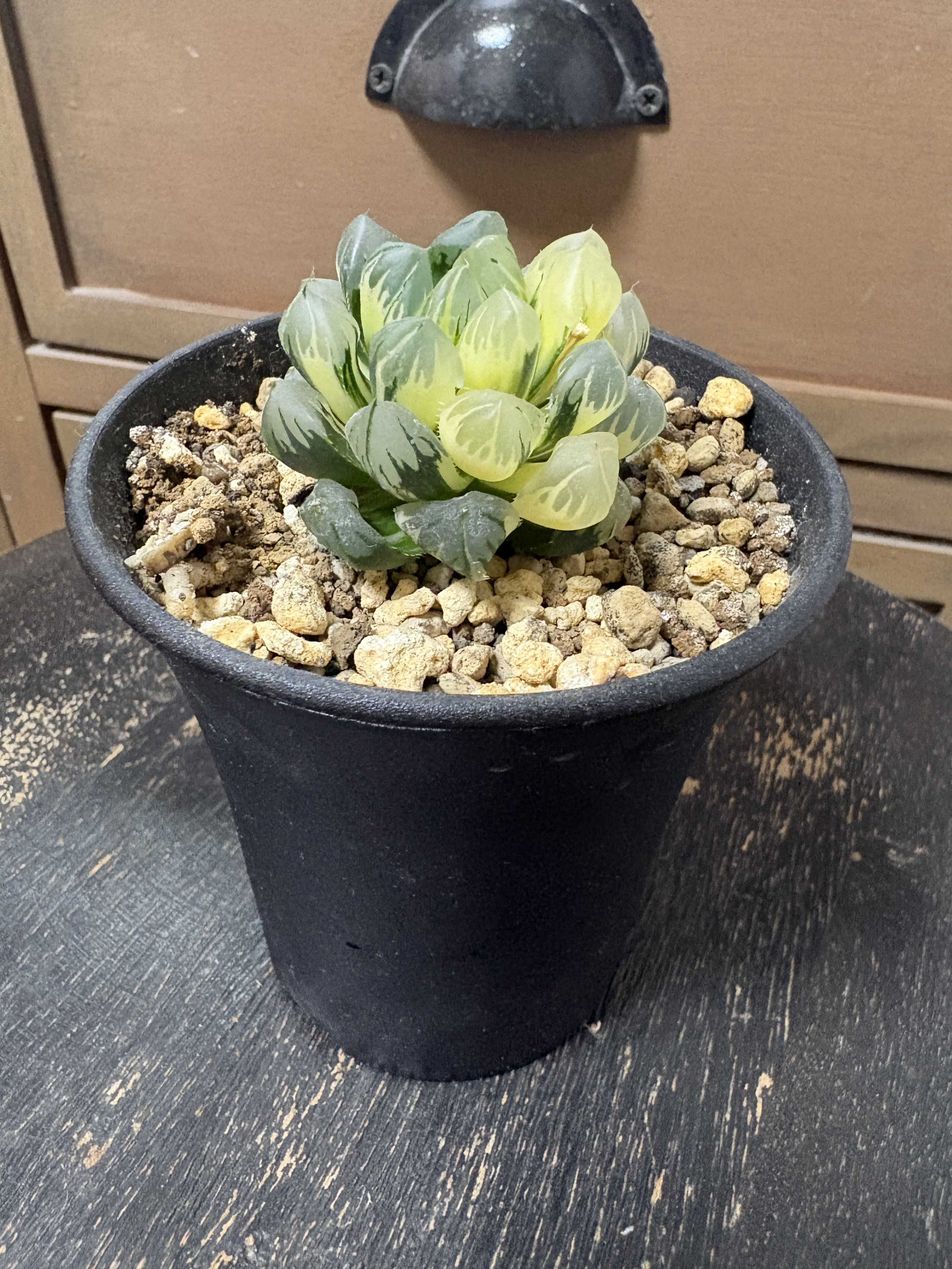 塊根植物(コーデックス)とは｜レアで人気の種類は？育て方のコツは