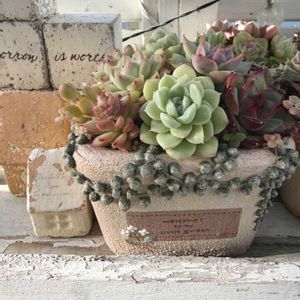 エケベリア,多肉植物,エケベリア属,ベランダガーデニング,グリーンのある暮らしの画像