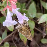 アベリア,チャバネセセリ,ナミアゲハ,お出かけ先にての画像