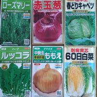 種から,アタリヤ,サカタのタネ,レア品種,無農薬栽培の画像