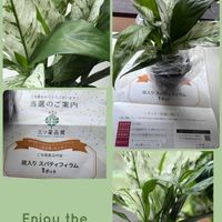 十二の巻,デヘンバキア,観葉植物,PR,観葉植物のある暮らしの画像