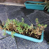 キンギョソウの画像