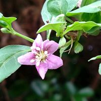 クコ,山野草,野草,癒し,散歩中の画像