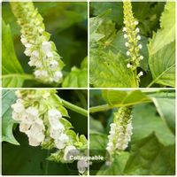 ノブドウ,青紫蘇の花,ジュズダマ,꒰ღ˘◡˘ற꒱かわゅ~,今日の一枚の画像