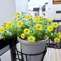 カリブラコア,花のある暮らし,曇り空,イエロー,ふんわりの画像