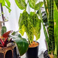 ディフェンバキア,ディフェンバキア・リフレクター,観葉植物の画像
