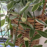わんこ,観葉植物,植物の画像